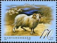 Colnect-500-558-Cikta-Sheep-Ovis-orientalis-aries.jpg