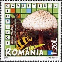 Colnect-761-974-Lepiota-rhacodes.jpg