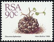 Dioscorea-elephantipes.jpg