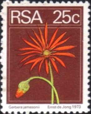 Barberton-daisy-Gerbera-jamesonii.jpg