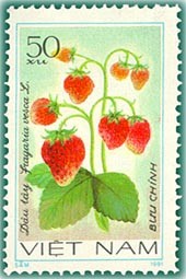 Colnect-1627-895-Strawberries-fragaria-Vesca.jpg