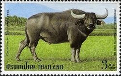 Colnect-1667-837-Wild-Water-Buffalo-Bubalus-arnee.jpg