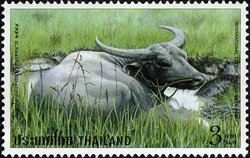 Colnect-1667-838-Wild-Water-Buffalo-Bubalus-arnee.jpg