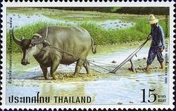 Colnect-1667-839-Wild-Water-Buffalo-Bubalus-arnee.jpg