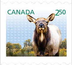 Colnect-2291-761-Wapiti-Cervus-elaphus-canadensis.jpg