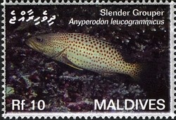 Colnect-2362-913-Slender-Grouper-Anyperodon-leucogrammicus.jpg