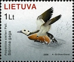 Colnect-433-899-Stellers-eider-Polysticta-stelleri-Pall.jpg