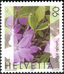 Colnect-528-211-Dwarf-periwinkle-Vinca-minor.jpg