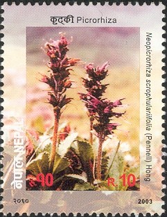 Colnect-550-415-Flower-series-No-4---Picrorhiza.jpg