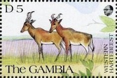 Colnect-2382-222-Western-Hartebeest-Alcelaphus-buselaphus-major.jpg