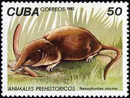 Colnect-671-176-Western-Cuban-Nesophontes-Nesophontes-micrus.jpg