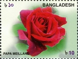 Colnect-958-932-Roses---Papa-Meilland.jpg