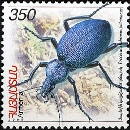 Colnect-2094-465--Falletti-s-Ground-Beetle-Procerus-scabrosus-fallettianus.jpg