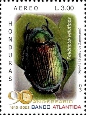 Colnect-3742-035-Scarab-Beetle-Pelidnota-velutipes.jpg