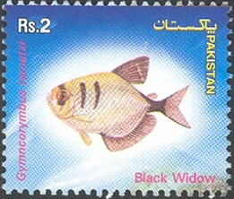 Colnect-601-957-Black-Widow-Tetra-Gymnocorymbus-ternetzi-.jpg