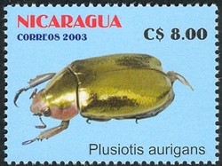 Colnect-911-722-Jewel-Beetle-Plusiotis-aurigans.jpg