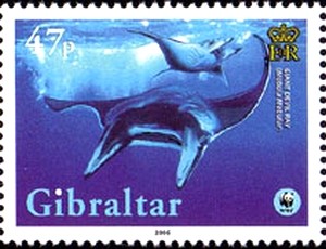 Colnect-1973-768-Giant-Devil-Ray-Mobula-mobular.jpg