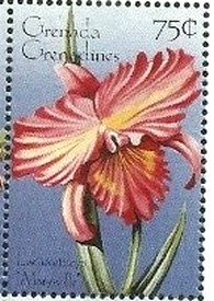 Colnect-2839-220-Laeliocattleya--quot-Marysville-quot-.jpg