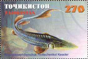 Colnect-1100-375-Syr-Darya-Shovelnose-Pseudoscaphirhynchus-fedtschenkoi.jpg