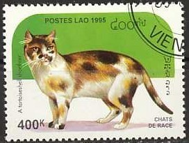 Colnect-1247-689-Tortoiseshell-White-Shorthair-Felis-silvestris-catus.jpg