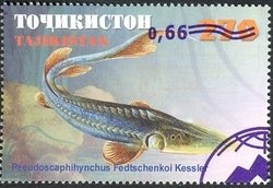 Colnect-1738-747-Syr-Darya-Shovelnose-Pseudoscaphirhynchus-fedtschenkoi.jpg