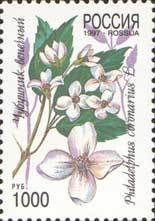 Colnect-190-791-Mock-orange-Philadelphus-coronarius.jpg