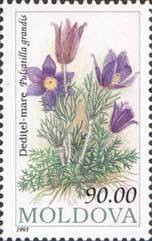 Colnect-191-690-Greater-Pasque-Flower-Pulsatilla-grandis.jpg