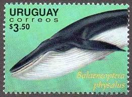 Colnect-2125-214-Fin-Whale-Balaenoptera-physalus.jpg