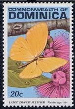 Colnect-2159-369-Large-Orange-Sulphur-Phoebis-agarithe.jpg