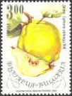 Colnect-451-393-Quince---Cydonia-oblonga.jpg