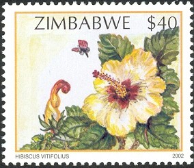 Colnect-552-590-Wildflowers-of-Zimbabwe-Series-2---Vine-leaved-Hibiscus-Hib.jpg