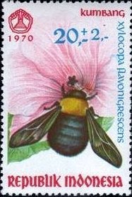 Colnect-951-883-Carpenter-Bee-Xylocopa-flavonigrescens.jpg