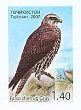 Colnect-1103-170-Saker-Falcon%C2%A0Falco-cherrug.jpg