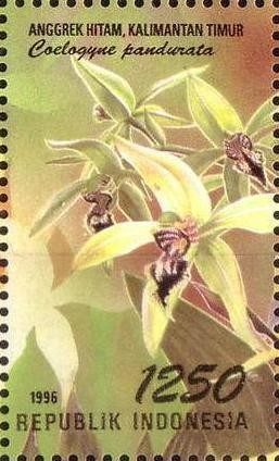 Colnect-1142-347-Flora-and-Fauna--Coelogyne-pandurata.jpg