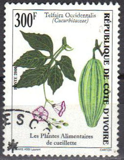 Colnect-1468-359-Telfaira-occidentalis.jpg