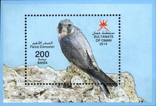 Colnect-2948-742-Sooty-Falcon-Falco-concolor.jpg