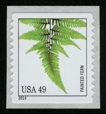 Colnect-2170-395-Painted-fern-Athyrium-niponicum.jpg