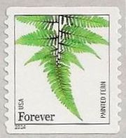 Colnect-2170-419-Painted-fern-Athyrium-niponicum.jpg