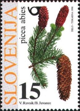 Colnect-695-821-Flora---Coniferous-trees-common-spruce.jpg