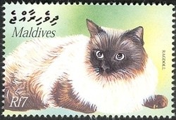 Colnect-961-847-Ragdoll-Felis-silvestris-catus.jpg