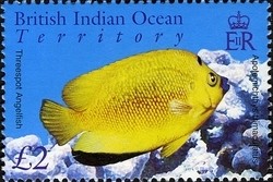 Colnect-1425-646-Threespot-Angelfish-Apolemichthys-trimaculatus.jpg