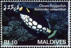 Colnect-2362-911-Clown-Triggerfish-Balistoides-conspicillum.jpg