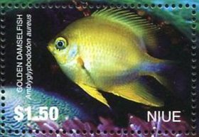 Colnect-4734-682-Golden-Damselfish-Amblyglyphidodon-aureus.jpg