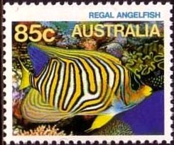 Colnect-658-137-Regal-Angelfish-Pygoplites-diacanthus.jpg