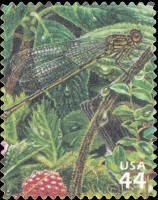 Colnect-1699-681-Koele-Mountain-Damselfly-Megalagrion-koelense-Hawaian-Ras.jpg