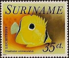 Colnect-2636-008-Teardrop-Butterflyfish-Chaetodon-unimaculatus.jpg