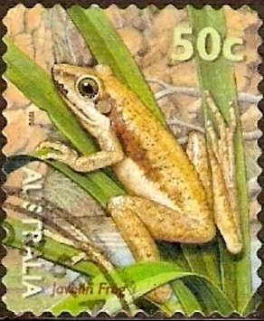 Colnect-1280-470-Javelin-Frog-Litoria-microbelos.jpg