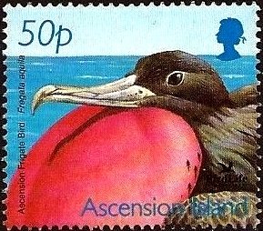 Colnect-3383-852-Ascension-Frigatebird-Fregata-aquila.jpg