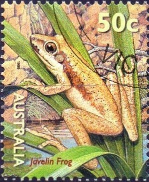 Colnect-735-583-Javelin-Frog-Litoria-microbelos.jpg