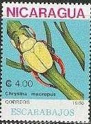 Colnect-1317-799-Shining-Leaf-Chafer-Chrysina-macropus.jpg